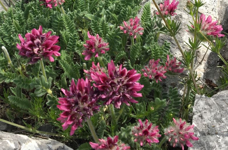 Anthyllis montana (Fabaceae)